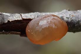 Attēlu rezultāti vaicājumam “Exidia repanda”