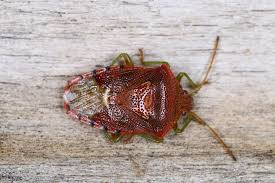 Attēlu rezultāti vaicājumam “Elasmucha grisea imago”