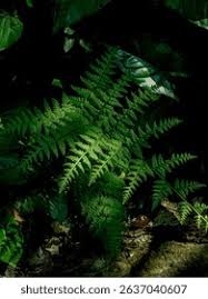 Attēlu rezultāti vaicājumam “Dryopteris dilatata”