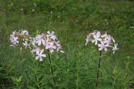 Attēlu rezultāti vaicājumam “Saponaria officinalis”