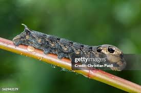 Attēlu rezultāti vaicājumam “Deilephila elpenor”