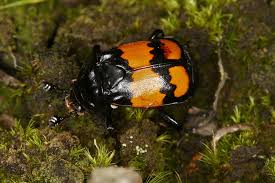 Attēlu rezultāti vaicājumam “Nicrophorus vespilloides”