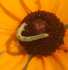 Attēlu rezultāti vaicājumam “Eupithecia lanceata”