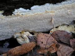 Attēlu rezultāti vaicājumam “Dentipellis fragilis”