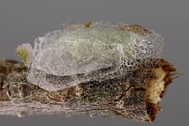 Attēlu rezultāti vaicājumam “Argyresthia spinosella”