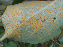 Attēlu rezultāti vaicājumam “Melampsora magnusiana”