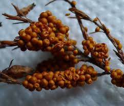 Attēlu rezultāti vaicājumam “Nectria peziza”