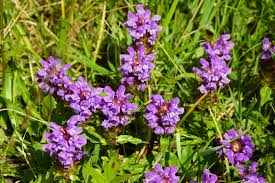 Attēlu rezultāti vaicājumam “Prunella vulgaris flower”