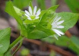 Attēlu rezultāti vaicājumam “Stellaria media bud”