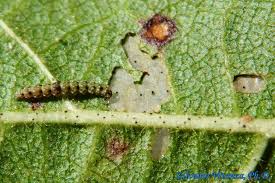 Attēlu rezultāti vaicājumam “Bucculatricidae”