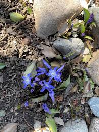 Attēlu rezultāti vaicājumam “Scilla luciliae”