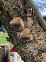 Attēlu rezultāti vaicājumam “Phellinus pomaceus”