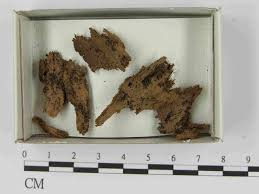 Attēlu rezultāti vaicājumam “Collaria arcyrionema”