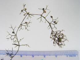 Attēlu rezultāti vaicājumam “Utricularia minor bud”