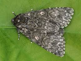 Attēlu rezultāti vaicājumam “Acronicta megacephala”