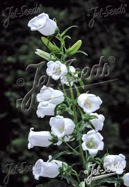Image result for Campanula medium