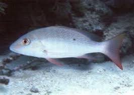 Image result for Lutjanus analis