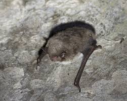 Attēlu rezultāti vaicājumam “Myotis daubentonii”