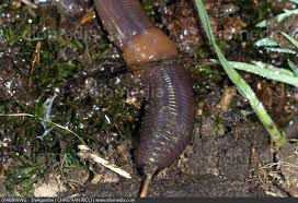 Attēlu rezultāti vaicājumam “Lumbricidae”