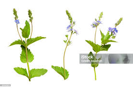 Attēlu rezultāti vaicājumam “Veronica chamaedrys bud”