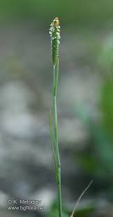 Attēlu rezultāti vaicājumam “Alopecurus aequalis flower”