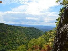 Attēlu rezultāti vaicājumam “Licea castanea”