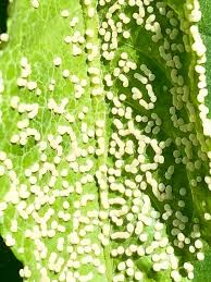 Attēlu rezultāti vaicājumam “Physarum pseudoalexandrowiczii sessile”