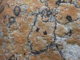 Attēlu rezultāti vaicājumam “Opegrapha rufescens”