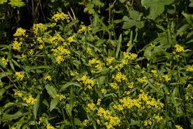 Attēlu rezultāti vaicājumam “Rorippa amphibia”