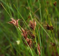 Attēlu rezultāti vaicājumam “Rhynchospora fusca”