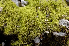 Attēlu rezultāti vaicājumam “Gymnostomum aeruginosum”