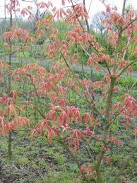 Attēlu rezultāti vaicājumam “Aesculus x neglecta”
