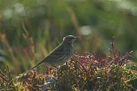 Attēlu rezultāti vaicājumam “Anthus petrosus”