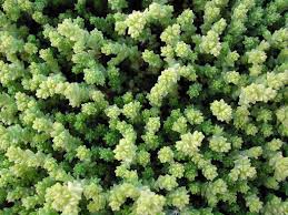 Attēlu rezultāti vaicājumam “Craterium aureum”