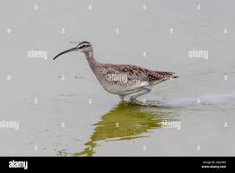 Attēlu rezultāti vaicājumam “Numenius phaeopus adult”