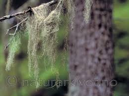 Attēlu rezultāti vaicājumam “Ramalina thrausta”