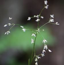 Attēlu rezultāti vaicājumam “Luzula luzuloides”