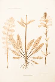 Attēlu rezultāti vaicājumam “Pedicularis sceptrum-carolinum”