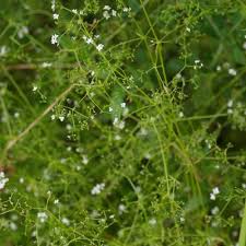 Attēlu rezultāti vaicājumam “Galium elongatum flower”