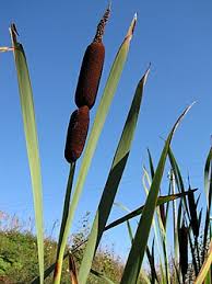 Attēlu rezultāti vaicājumam “Typha latifolia fruit”