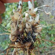 Attēlu rezultāti vaicājumam “Scrophularia nodosa”