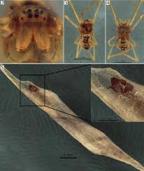 Attēlu rezultāti vaicājumam “Tetragnathidae”