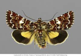 Attēlu rezultāti vaicājumam “Anarta myrtilli larva”