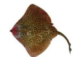 Image result for Raja montagui