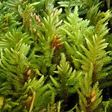 Attēlu rezultāti vaicājumam “Abietinella abietina var. hystricosa”