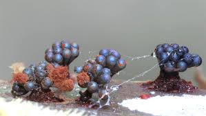 Attēlu rezultāti vaicājumam “Metatrichia vesparia stalked”