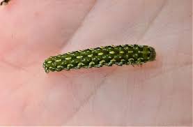 Attēlu rezultāti vaicājumam “Anarta myrtilli larva”