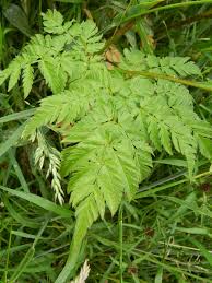 Image result for Chaerophyllum aureum