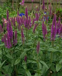 Attēlu rezultāti vaicājumam “Veronica longifolia fruit”