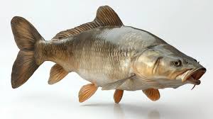 Image result for Hypophthalmichthys nobilis